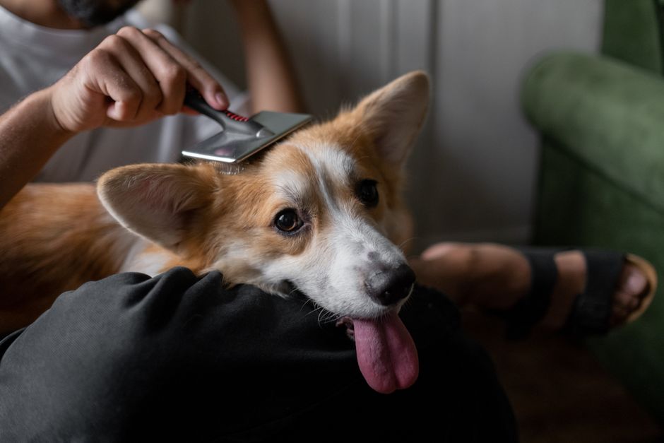 Which Routine Dog Care Prevents the Most Expensive Vet Emergencies?