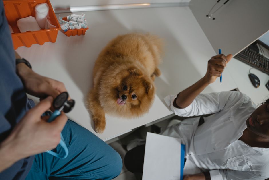 How Do I Ask My Vet for a Budget-Conscious Treatment Plan?