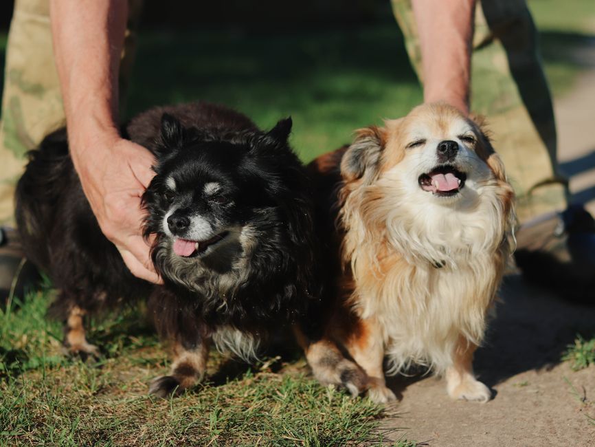 How Do I Choose a Small Dog for My Apartment and Schedule?